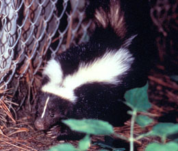 Approximately a third of reported animal rabies is attributed to the wild skunk population.: Wild animals accounted for 93% of reported animal cases of rabies in the year 2000. Skunks were responsible for 30.1% of this number. Caption and Image from Centers for Disease Control and Prevention Public Health Image Library, Atlanta, GA)